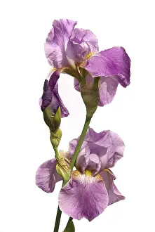 Deserted Garden Bloom Stampe: Iris, iris
