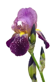 Deserted Garden Exterior View Stampe: Iris, iris