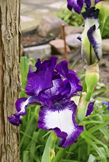Uninhabited Garden Scene Stampe: Iris, iris