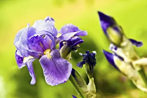 Daytime Flowering Plant Stampe: Iris (Iris croatica)