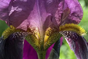 Macro Photography Germany Stampe: Iris (Iris sp.), bearded iris, closeup