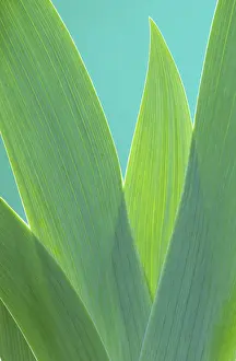 Deserted Plant Life Stampe: Iris leaf, iris leaf