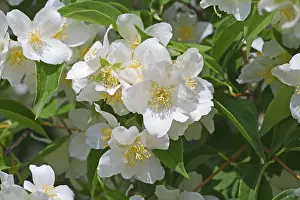 Fragrant Plant Images Stampe: Jasmin