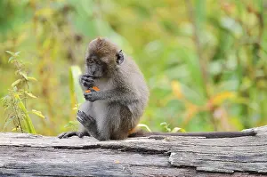 Young Monkey Stampe: Java monkey (Macaca fascicularis)