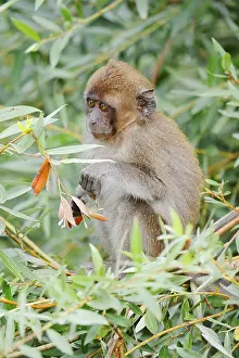 Macaca Fascicularis Stampe: Java monkey (Macaca fascicularis)