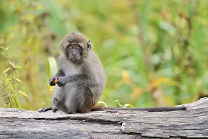 Captive Animal Photography Stampe: Java monkey (Macaca fascicularis)