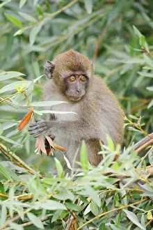 Wild Animal Feedings Stampe: Java monkey (Macaca fascicularis)