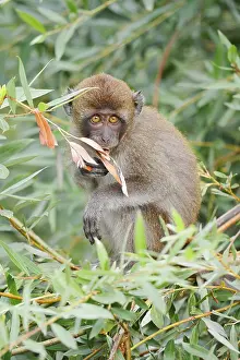Captive Monkey Photos Stampe: Java monkey (Macaca fascicularis)