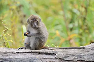 Macaca Fascicularis Stampe: Java monkey (Macaca fascicularis)