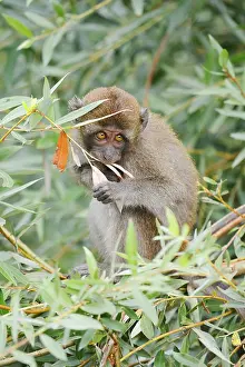 Wild Animal Feedings Stampe: Java monkey (Macaca fascicularis)