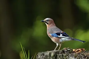 Forest Landscape Stampe: Jay in the forest in the wild