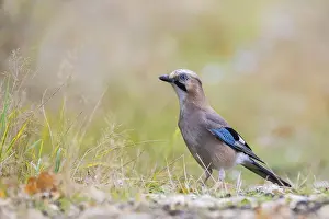 Polish Countryside Scenery Stampe: Jay posing on the forest litter