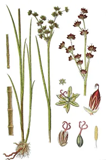 Agricultural Crop Plants Stampe: Jointleaf rush (Juncus articulatus)
