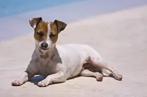 Uninhabited Swimming Pools Stampe: JRT soaks up the sun poolside