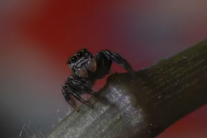 Jumping Spider Stampe: Jumping spider