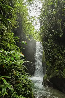 Tropical Rainforest Stampe: Jungle