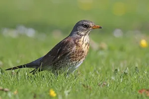Deserted Bird Photography Stampe: Juniper Thrush