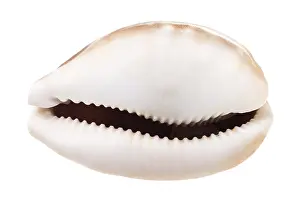 Lumache Stampe: Piatto di kauri vuoto contro sfondo bianco.