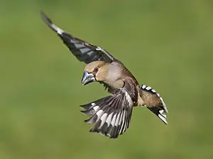 Southern Germany Nest Stampe: KernbeiBer
Kernbeier