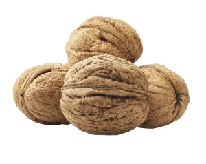 White Background Nuts Stampe: Kernel walnuts isolated on the white background