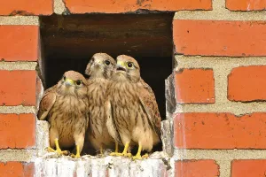 Young Kestrel Stampe: Kestrel