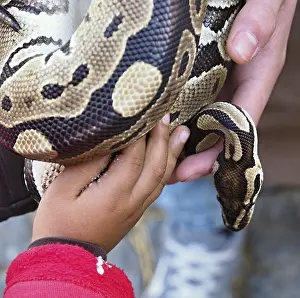 Stampe di Un bambino e un custode del zoo che tengono una serpente python regius Pitone Stampe: Un bambino e un guardian della giungla che tengono una serpente python regius.