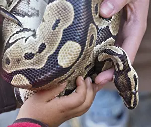 Wildlife Education Stampe: Kid and zookeeper holding a python snake