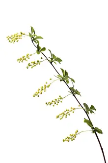 Ornamental Shrub Stampe: Korean barberry Ruby (Berberis koreana Ruby)