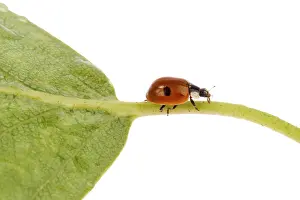 Insect Photography Studio Stampe: Ladybug on a leaflet. Red bug on the grass