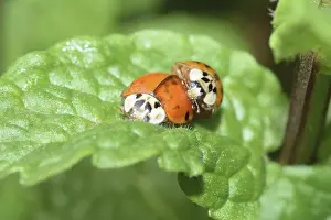 Nature Macro Photography Stampe: Ladybug, mating, beetle, macro