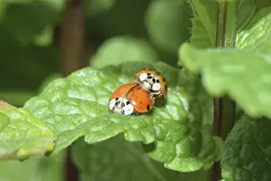 Wildlife Photography Macro Shot Stampe: Ladybug, mating, beetle, macro
