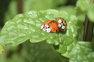 Macro Beetle Photography Stampe: Ladybug, mating, beetle, macro