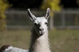 Uninhabited Island Stampe: Lama