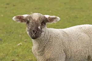 Young Livestock Farming Stampe: Lamb looking at camera, sheep willow