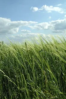 Agricultural Field Stampe: Landscape