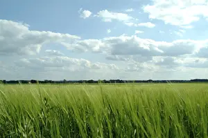 Cornfield Landscape Photography Stampe: Landscape