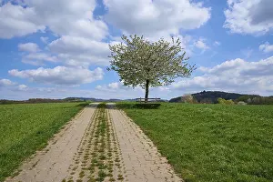 German Countryside Road Stampe: Landscape, field path, cherry tree