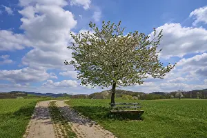 Cherry Blossom Landscape Stampe: Landscape, field path, cherry tree