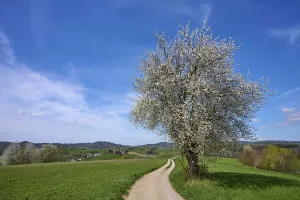 Cherry Tree Inflorescence Stampe: Landscape, field path, cherry tree