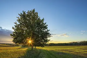 Germany Agricultural Scenery Stampe: Landscape with fields at sunset