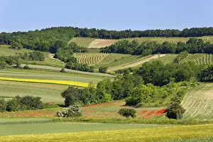 Rural Farming Scenes Stampe: Landscape of fields and vineyard