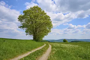 Odenwald Landscape Stampe: Landscape, meadow path, tree, clouds