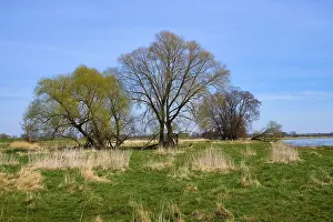Landscape Photography Germany Stampe: Landscape on the river Oder in spring