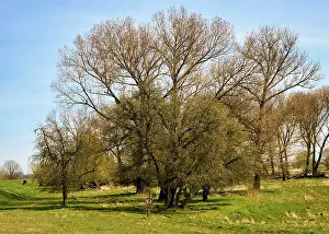 German Countryside Landscapes Stampe: Landscape on the river Oder in spring