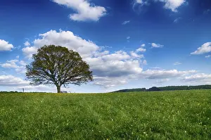 Spring Landscape Photography Stampe: Landscape with trees in spring