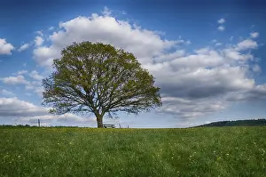 Deserted Countryside Scene Stampe: Landscape with trees in spring