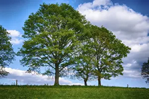 Spring Landscape Photography Stampe: Landscape with trees in spring