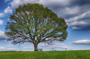 Spring Landscape Photography Stampe: Landscape with trees in spring