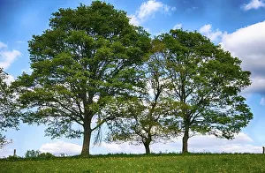 Deserted Spring Landscape Stampe: Landscape with trees in spring