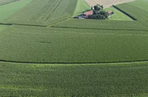Bavarian Countryside Scene Stampe: Large corn fields surround a small farm
